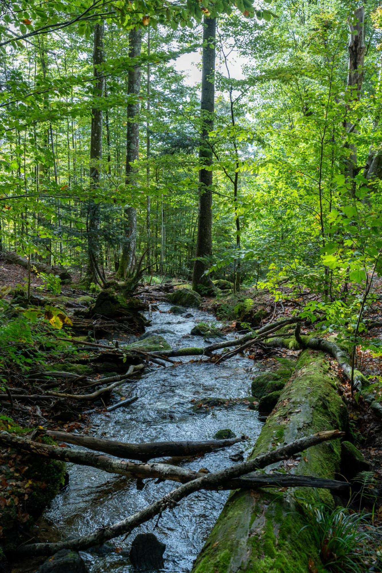 Grosser Arber, Wandern & Sauna, Gemuetliches Apartment Im Nationalpark Bayerischen Wald Lindberg Dış mekan fotoğraf